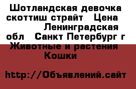 Шотландская девочка скоттиш страйт › Цена ­ 10 000 - Ленинградская обл., Санкт-Петербург г. Животные и растения » Кошки   